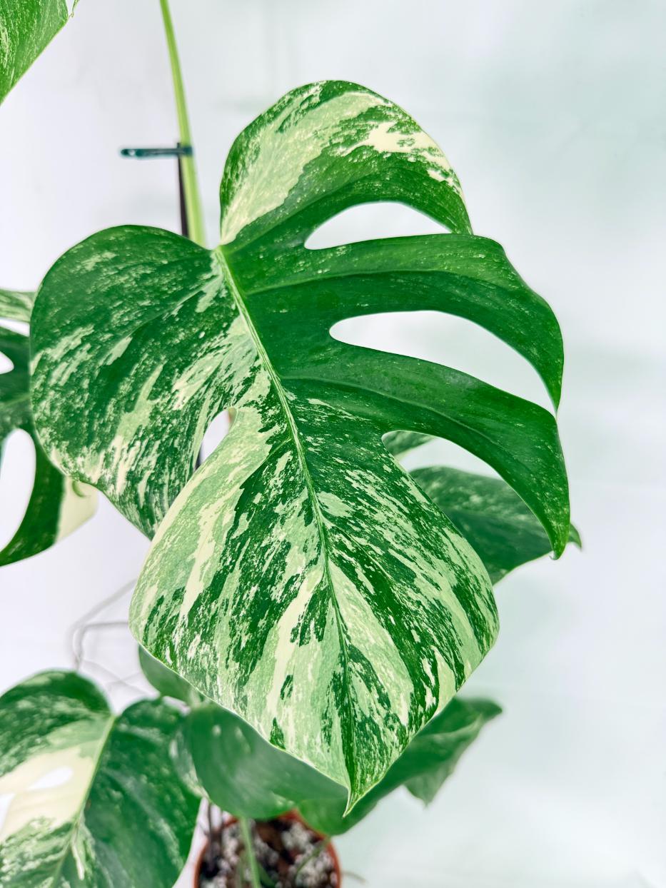 Monstera Albo Variegata XL 06