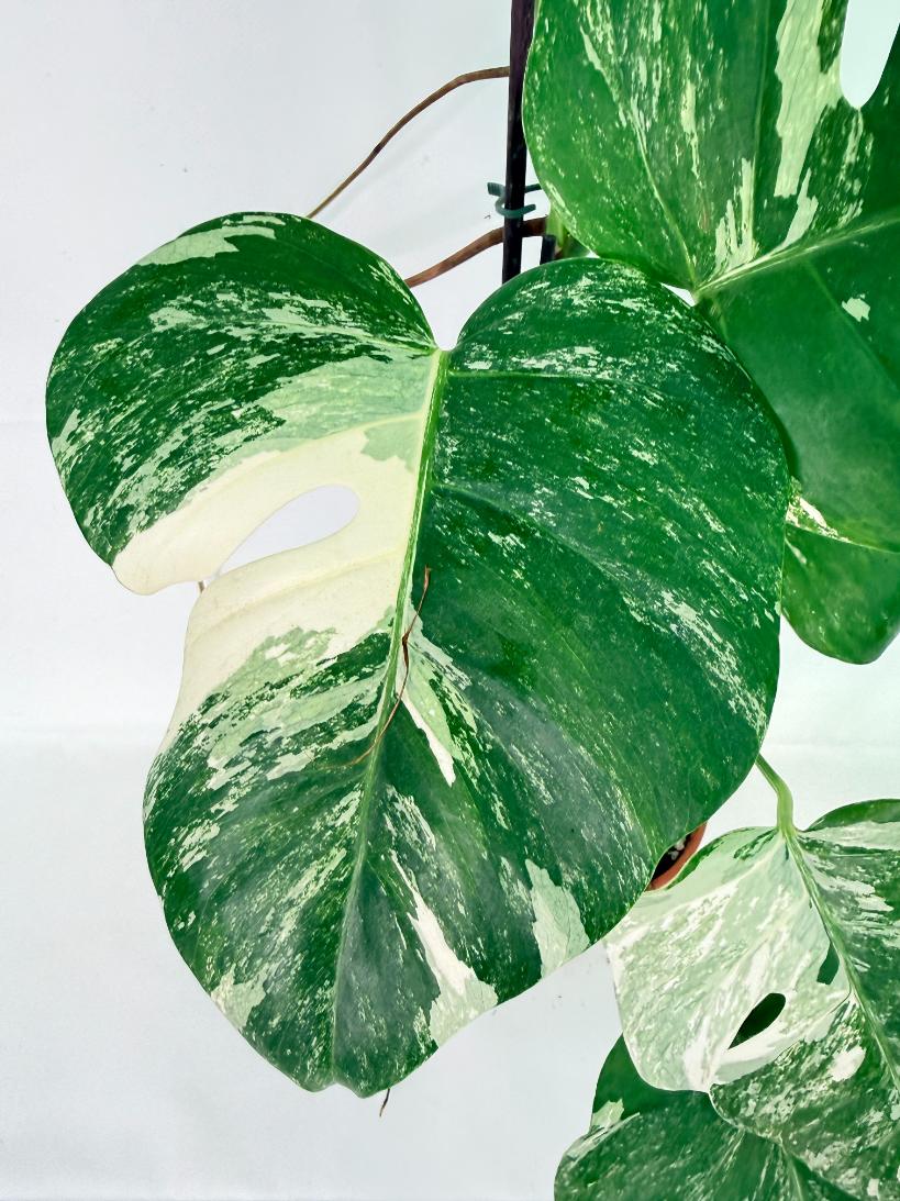 Monstera Albo Variegata XL 07
