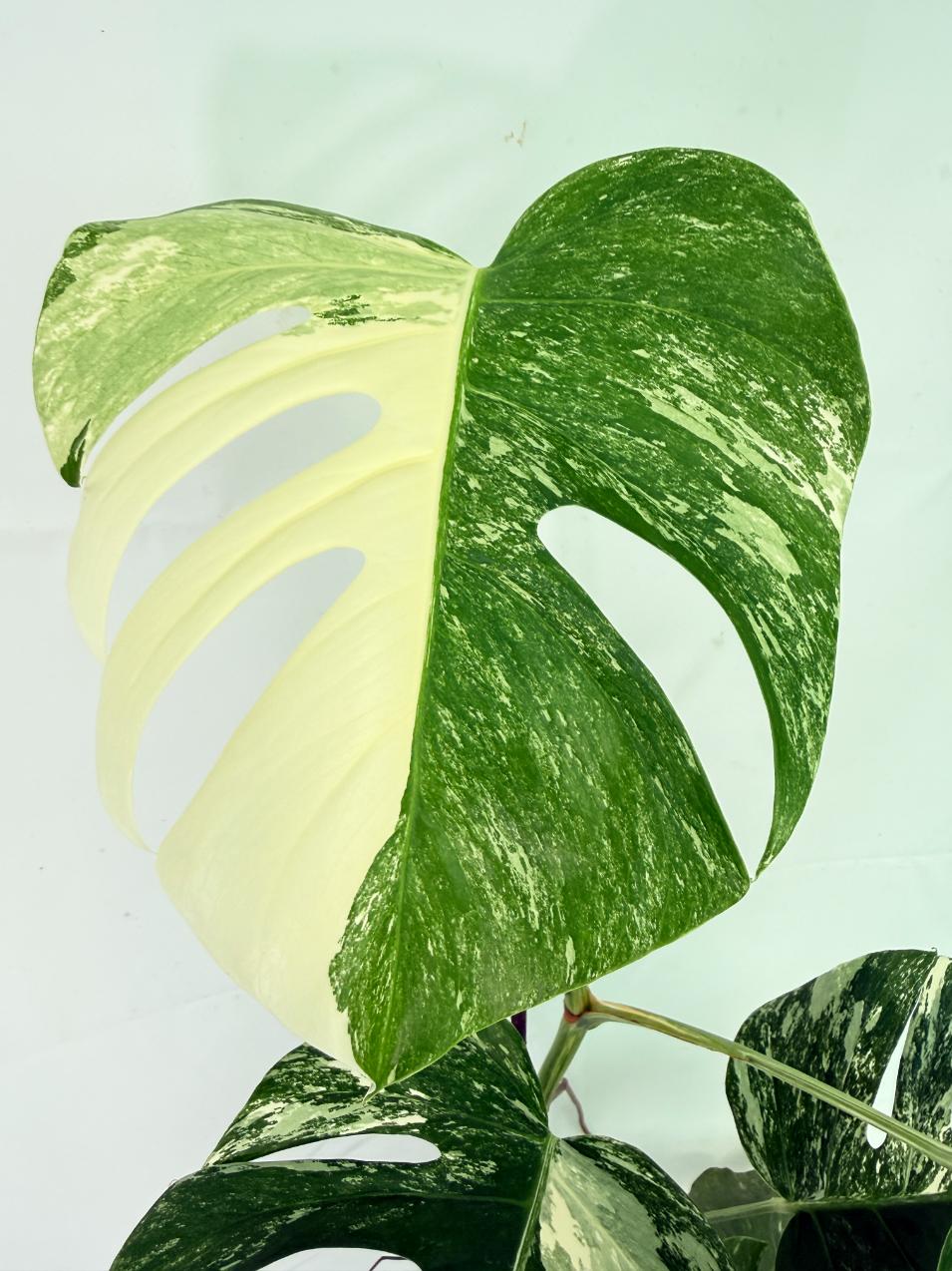 Monstera Albo Variegata XL 08
