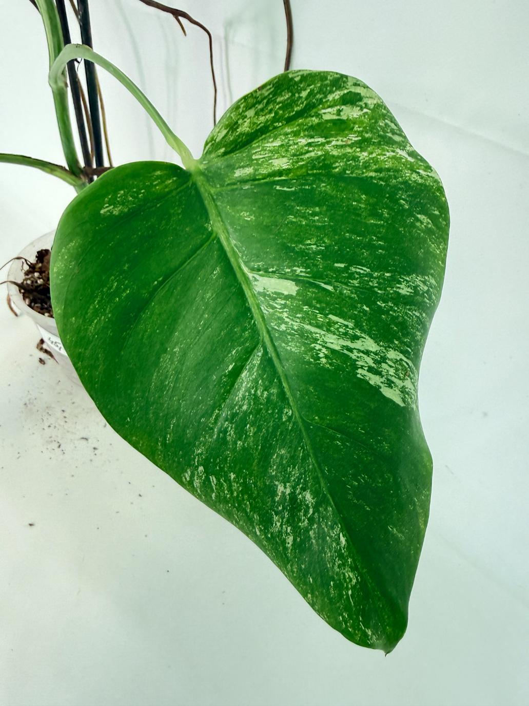 Monstera Albo Variegata XL 09