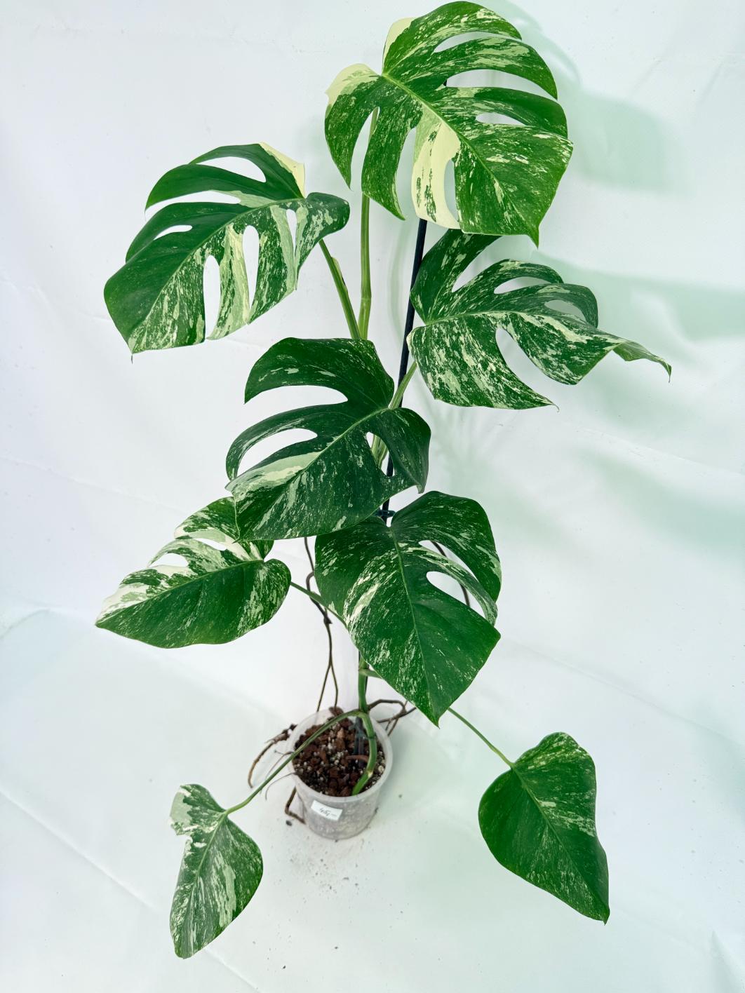 Monstera Albo Variegata XL 10