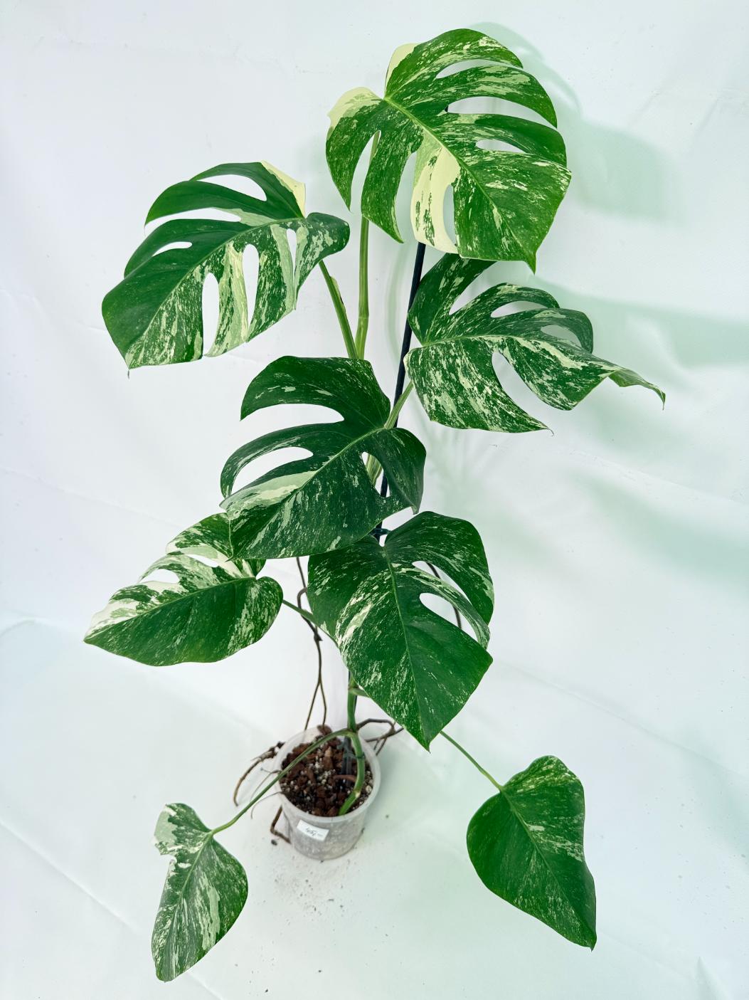 Monstera Albo Variegata XL 11