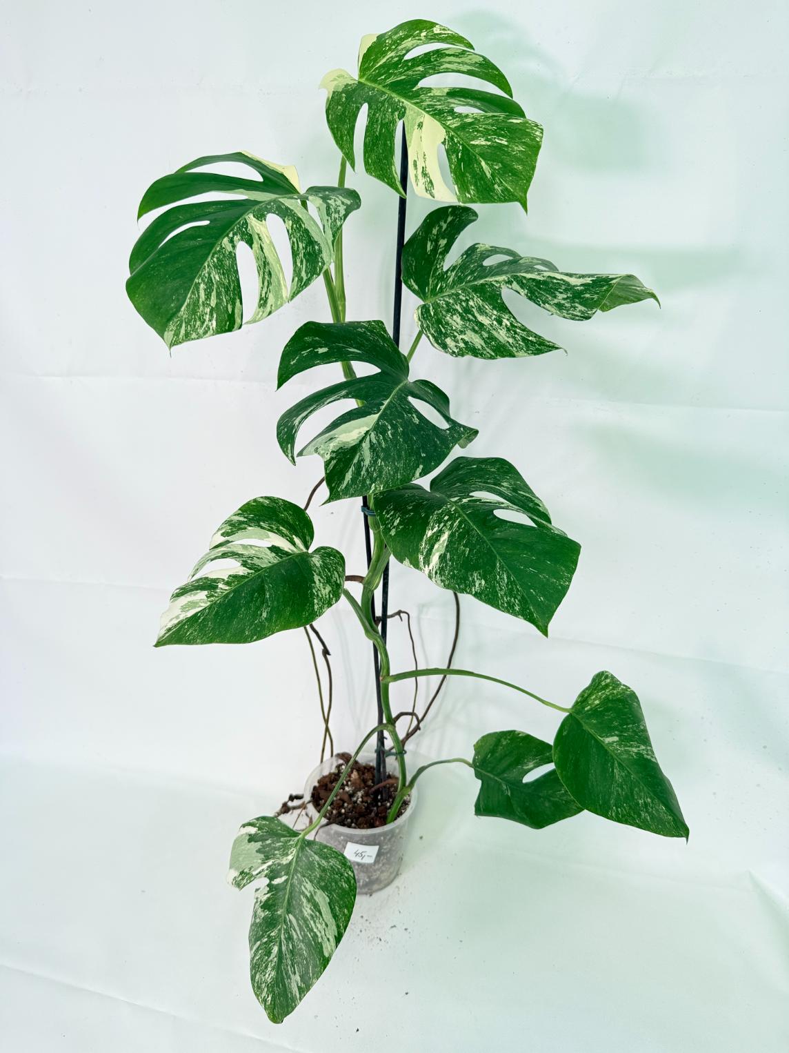 Monstera Albo Variegata XL 02