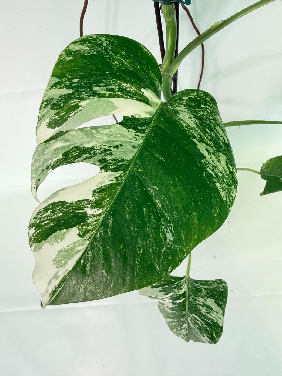 Monstera Albo Variegata XL 03