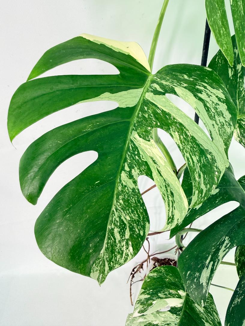 Monstera Albo Variegata XL 04