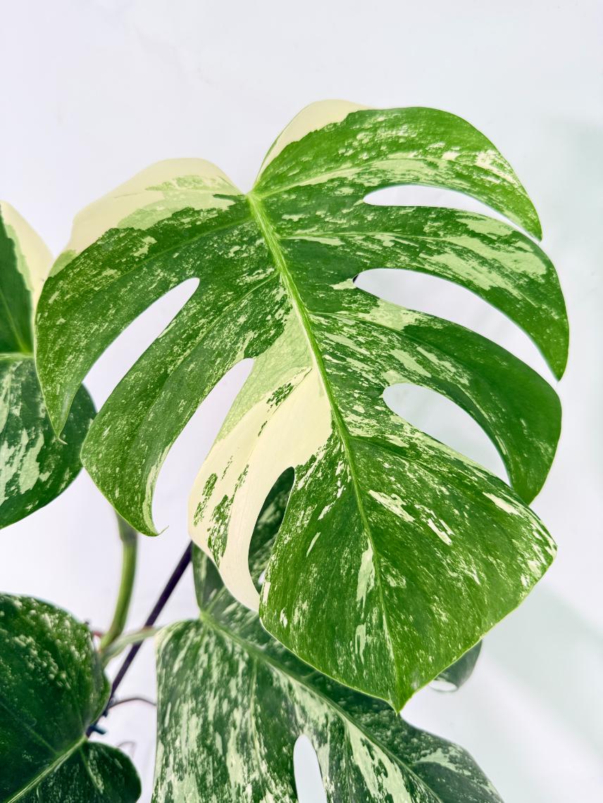 Monstera Albo Variegata XL 05