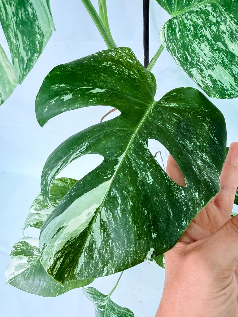 Monstera Albo Variegata XL 06