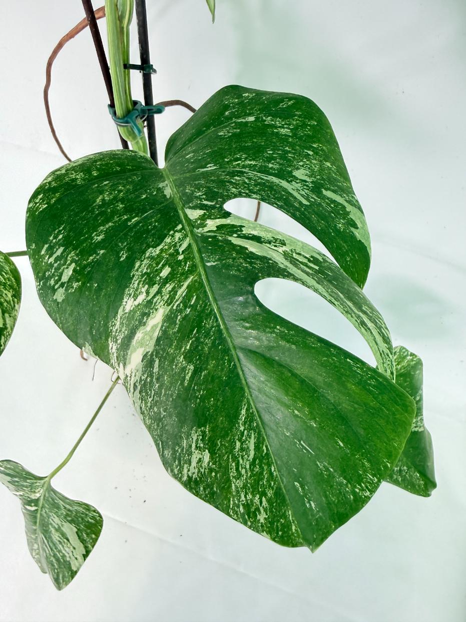 Monstera Albo Variegata XL 07