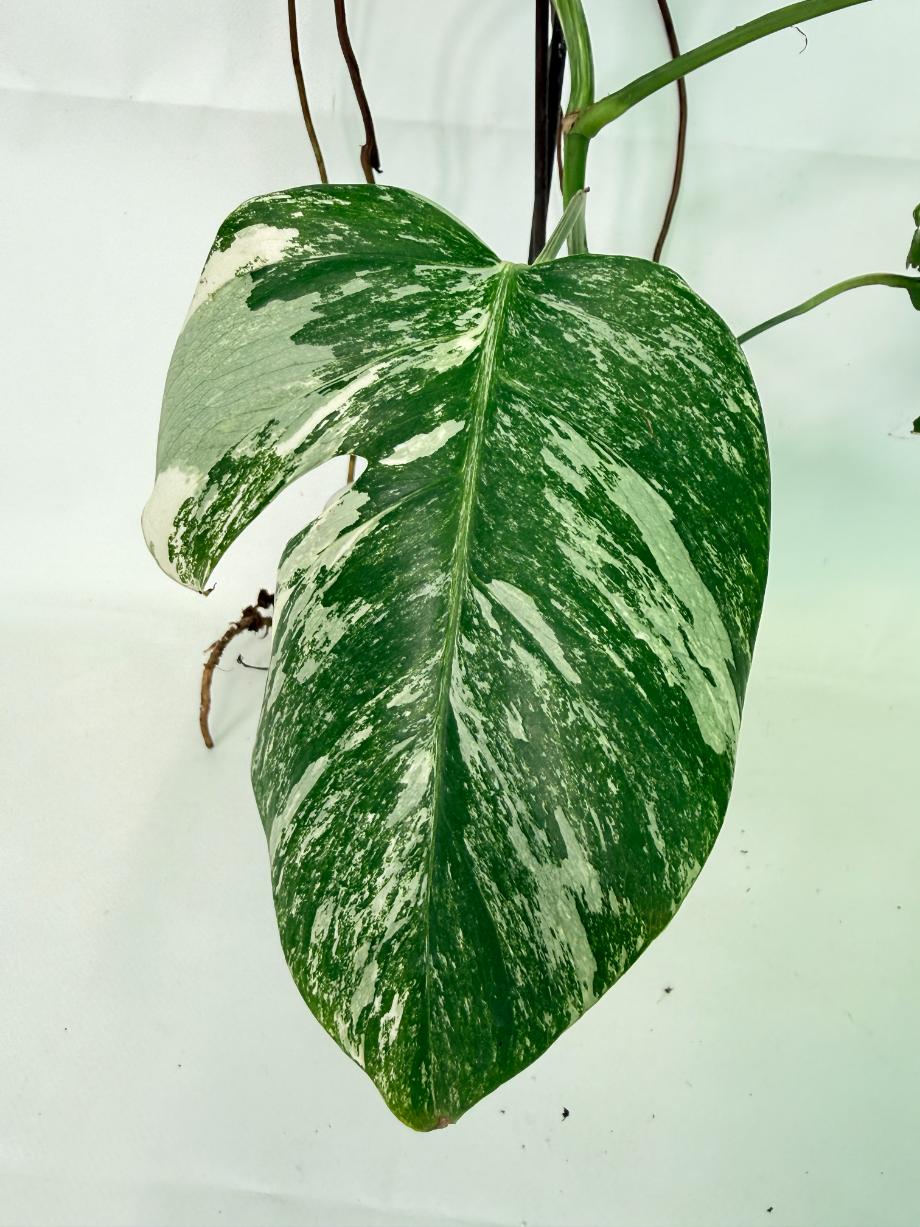 Monstera Albo Variegata XL 08