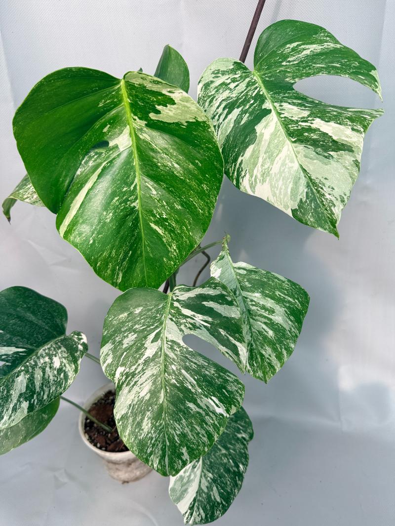 Monstera Albo Variegata XL 09