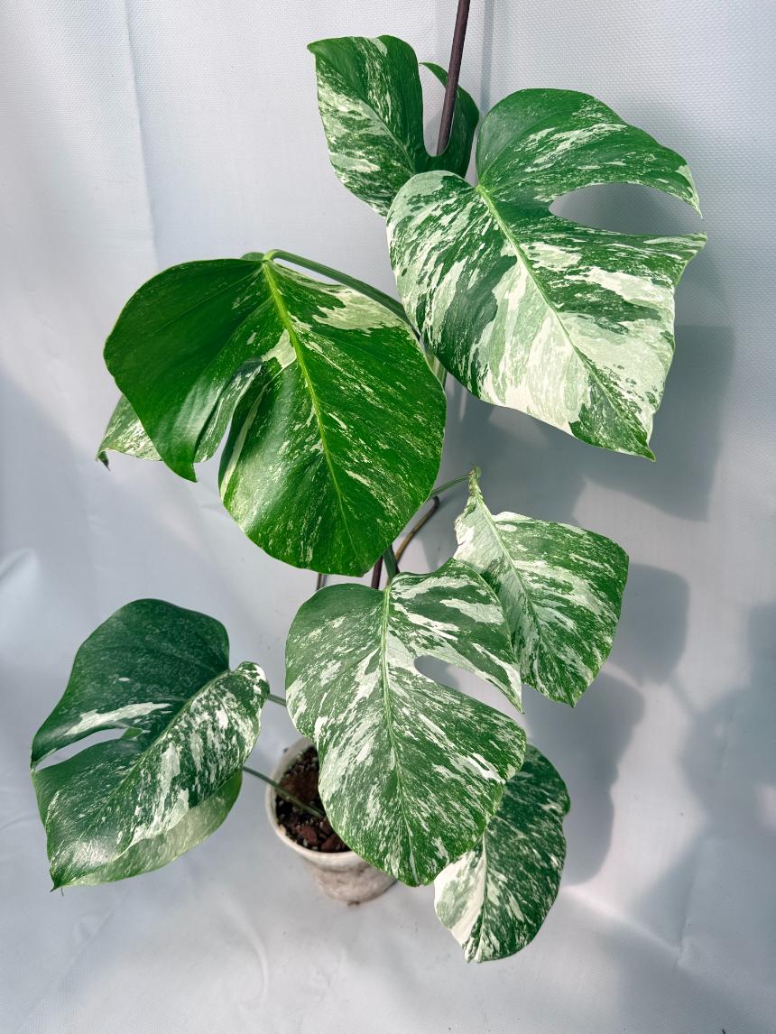 Monstera Albo Variegata XL 01