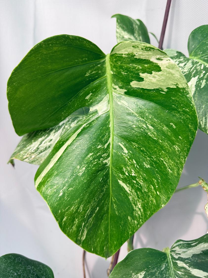 Monstera Albo Variegata XL 02