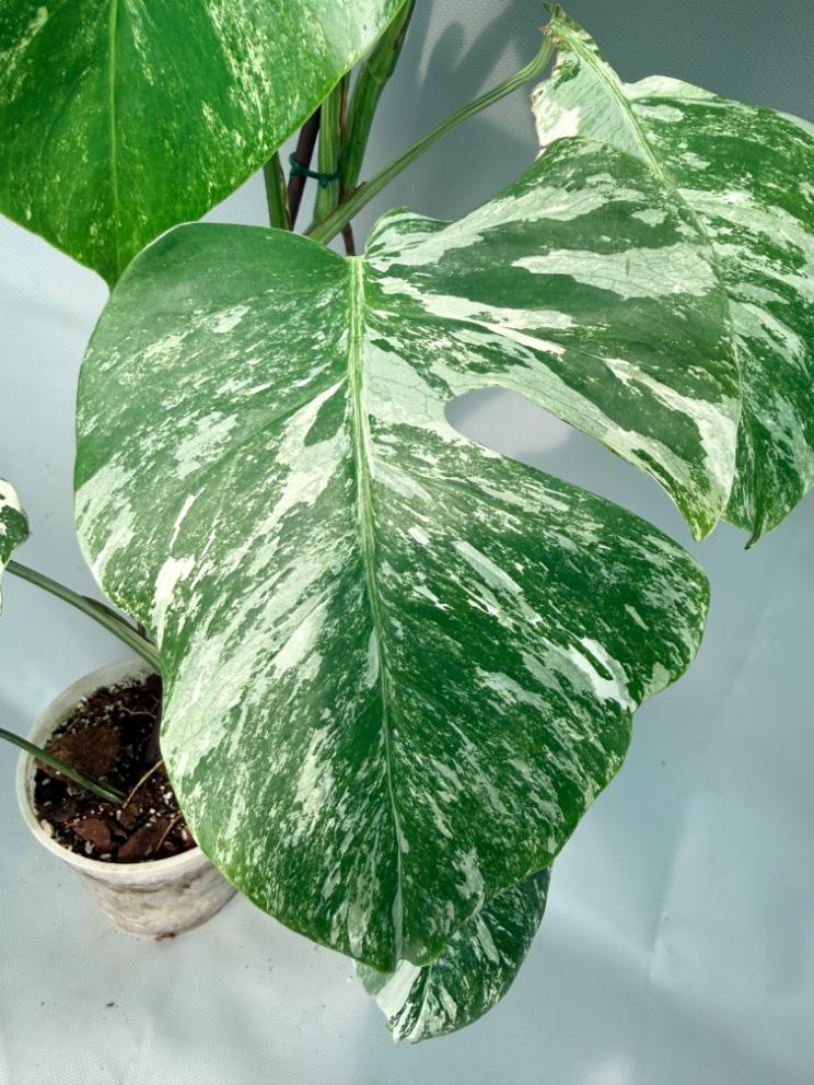 Monstera Albo Variegata XL 03