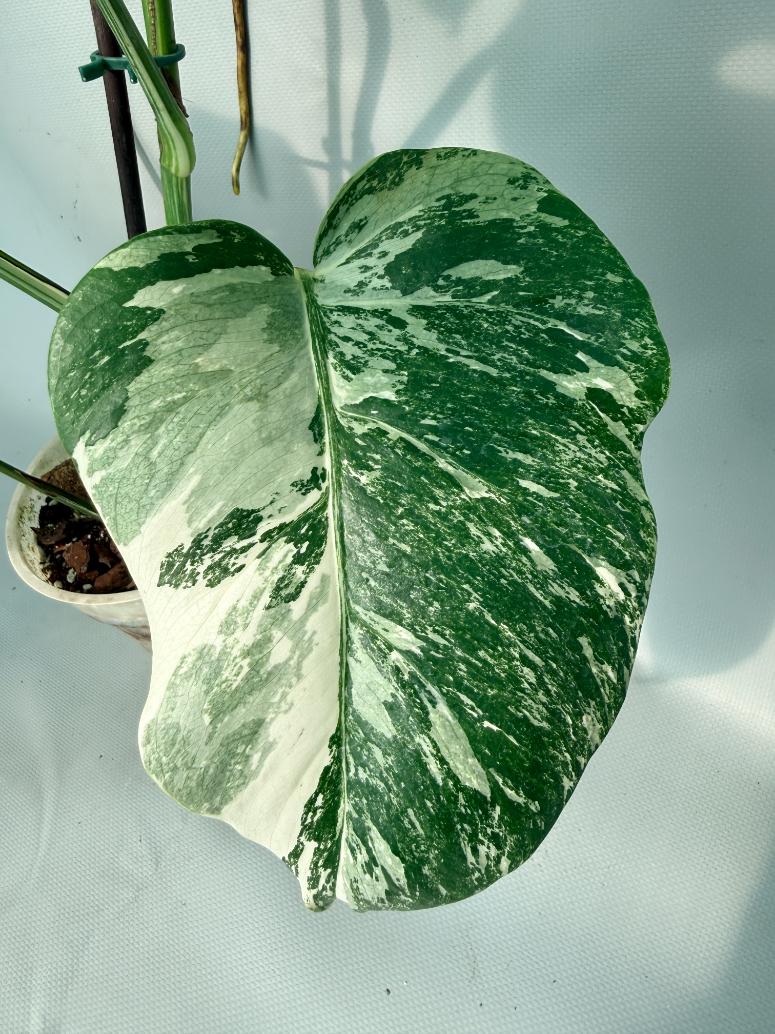 Monstera Albo Variegata XL 06