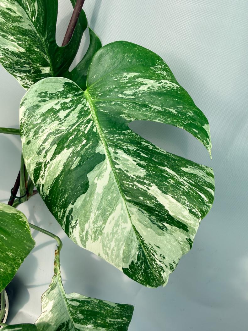 Monstera Albo Variegata XL 07