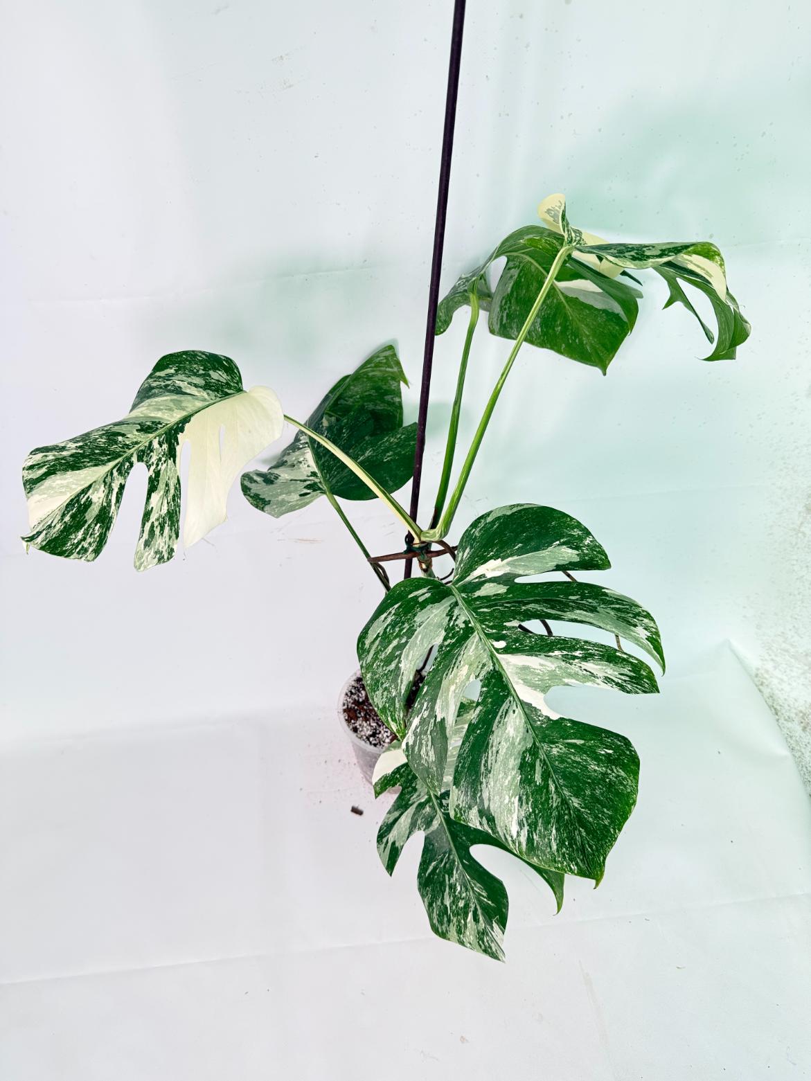 Monstera Albo Variegata XL 08