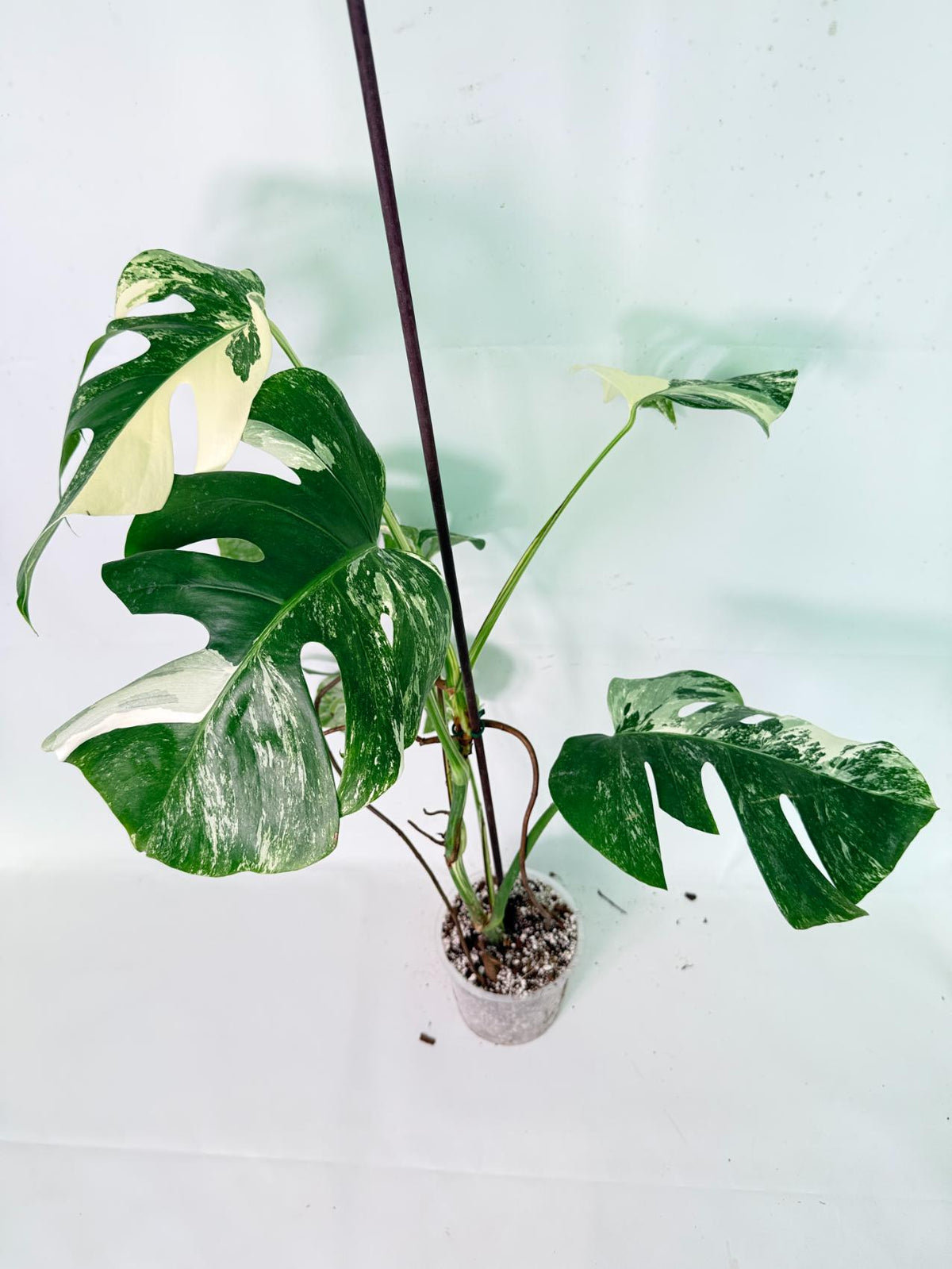 Monstera Albo Variegata XL 09