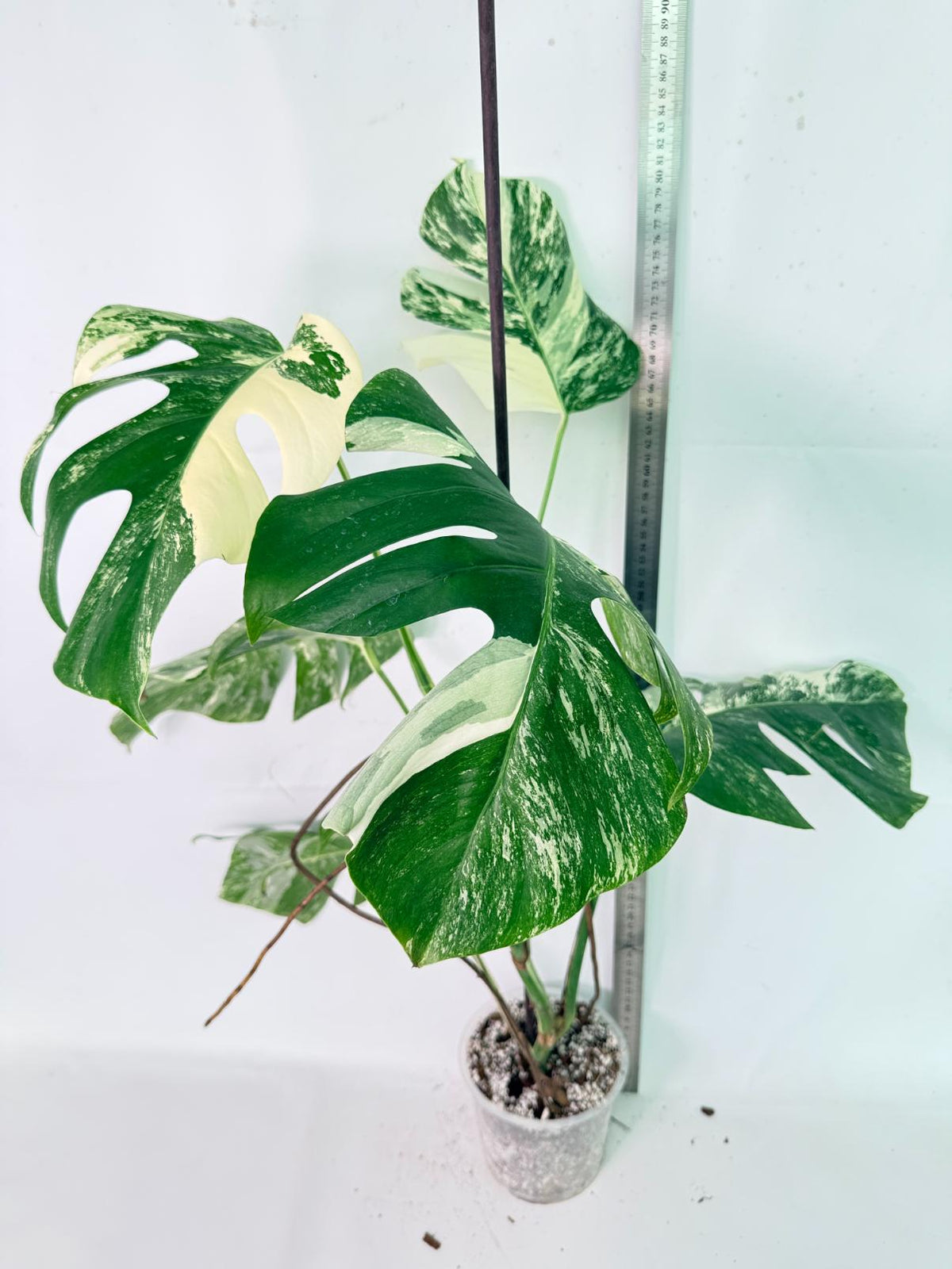 Monstera Albo Variegata XL 10