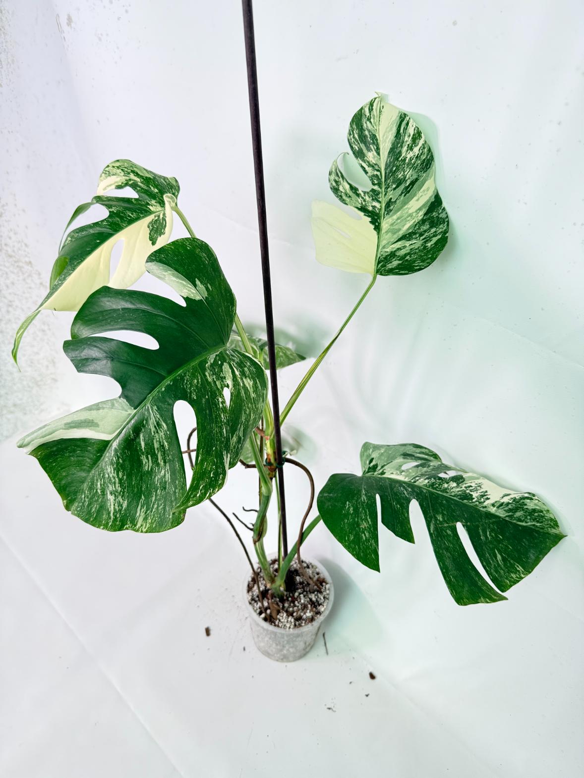 Monstera Albo Variegata XL 01