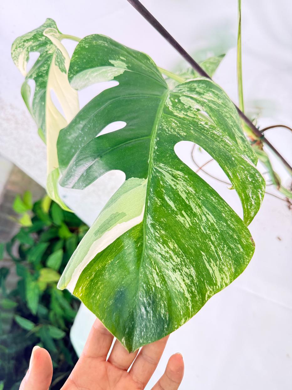 Monstera Albo Variegata XL 02