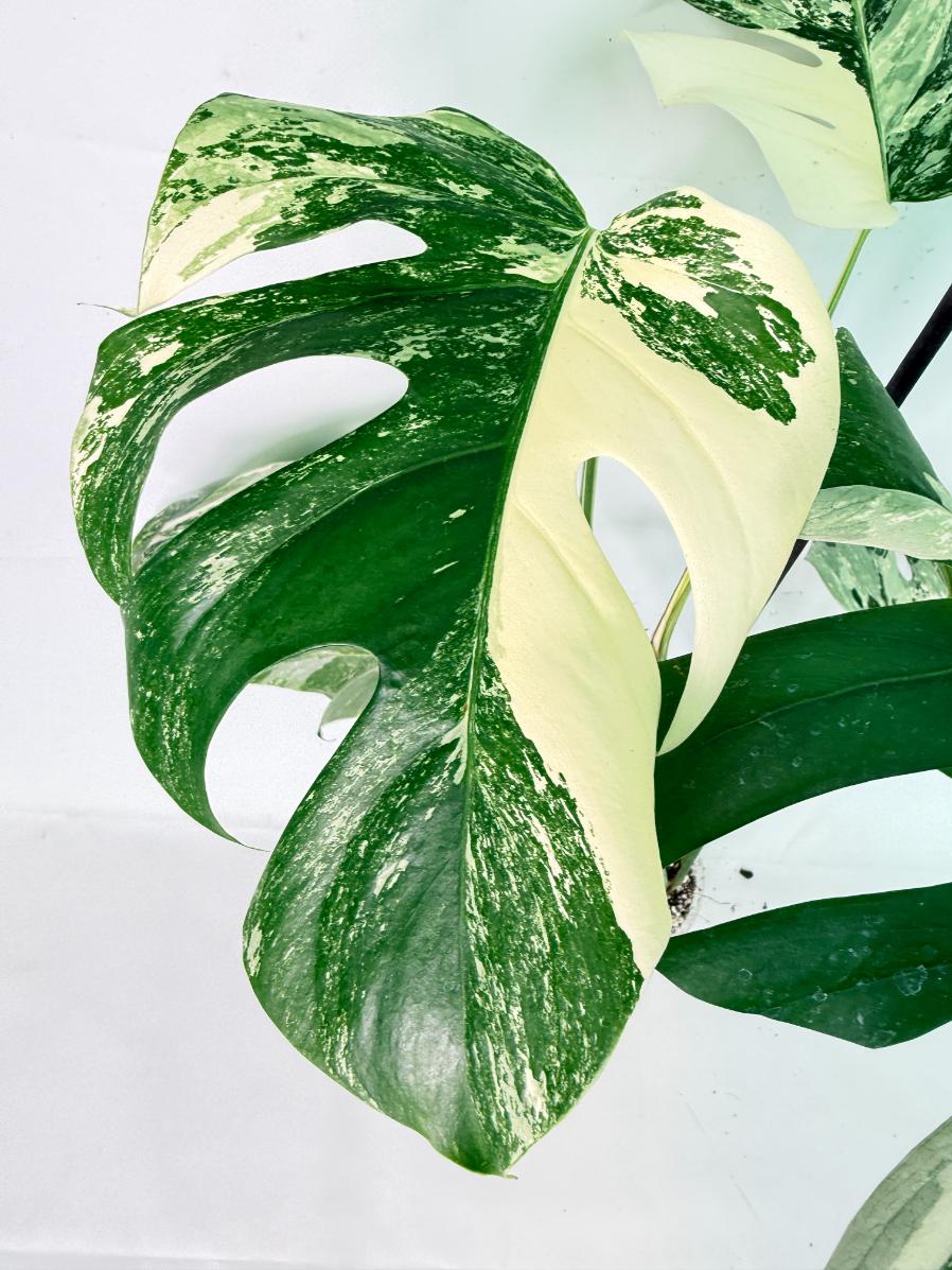 Monstera Albo Variegata XL 03