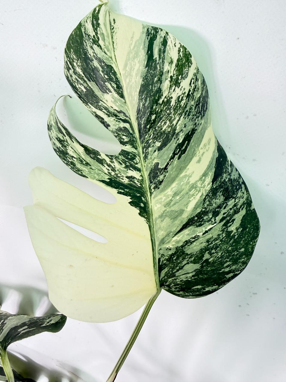 Monstera Albo Variegata XL 04