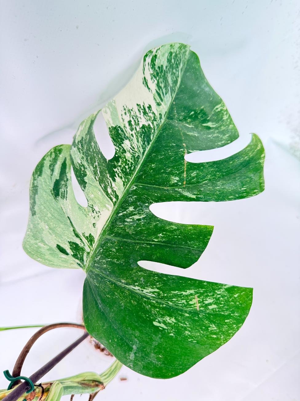 Monstera Albo Variegata XL 05