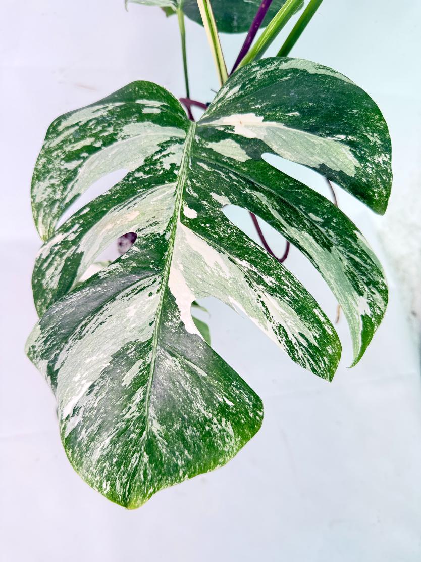 Monstera Albo Variegata XL 06