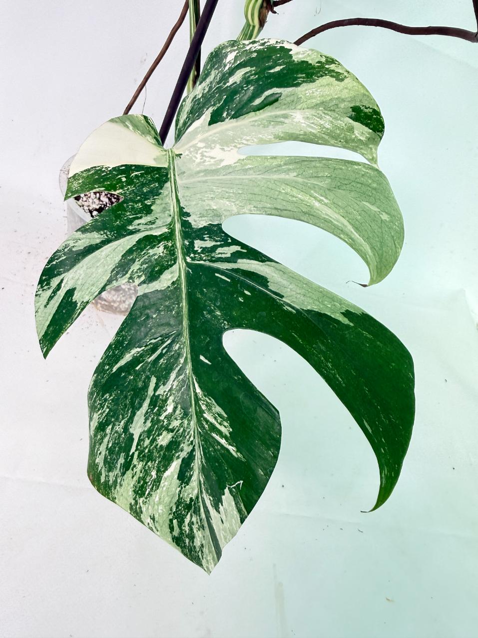 Monstera Albo Variegata XL 07