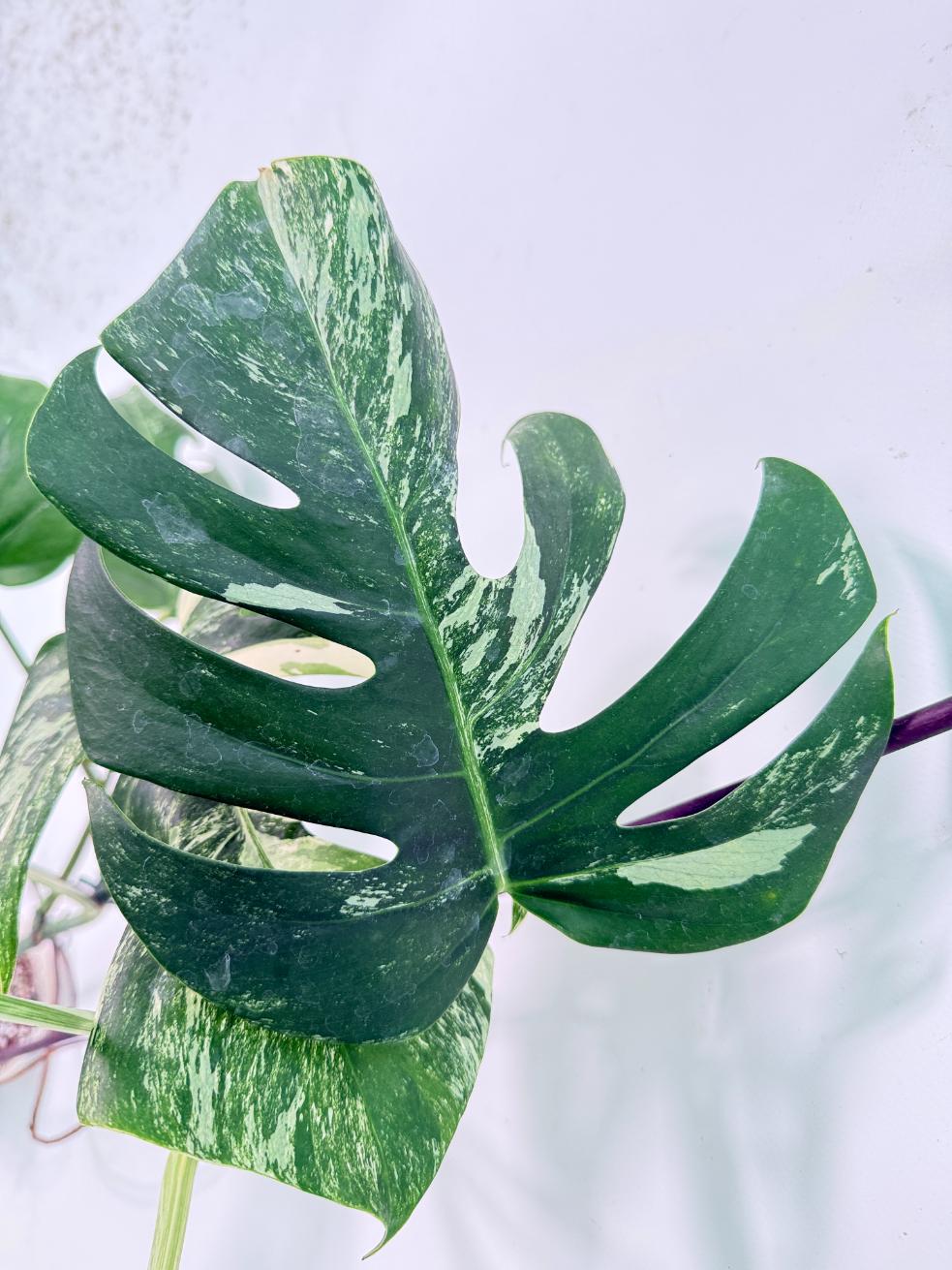 Monstera Albo Variegata XXL 08