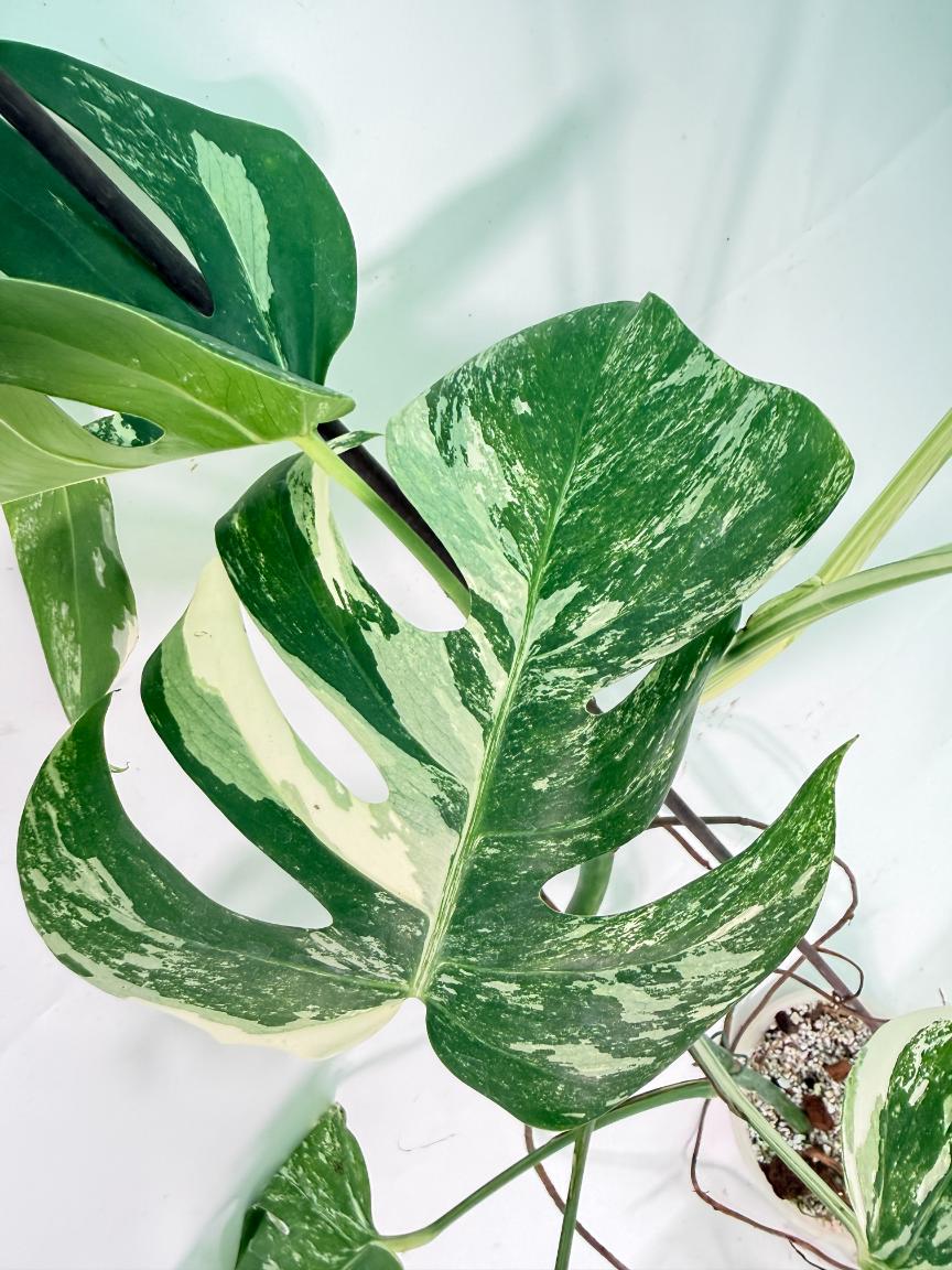 Monstera Albo Variegata XXL 09