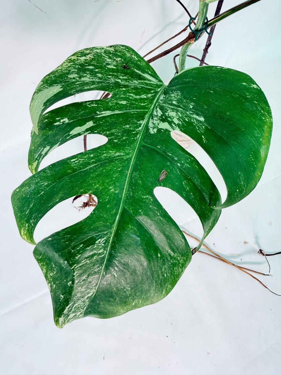 Monstera Albo Variegata XXL 10