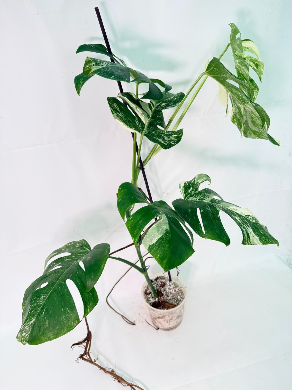 Monstera Albo Variegata XXL 11