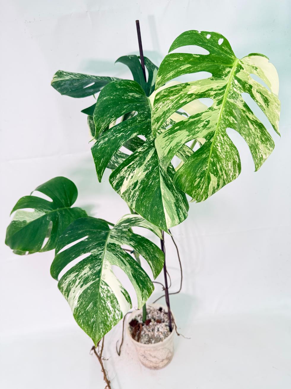 Monstera Albo Variegata XXL 12