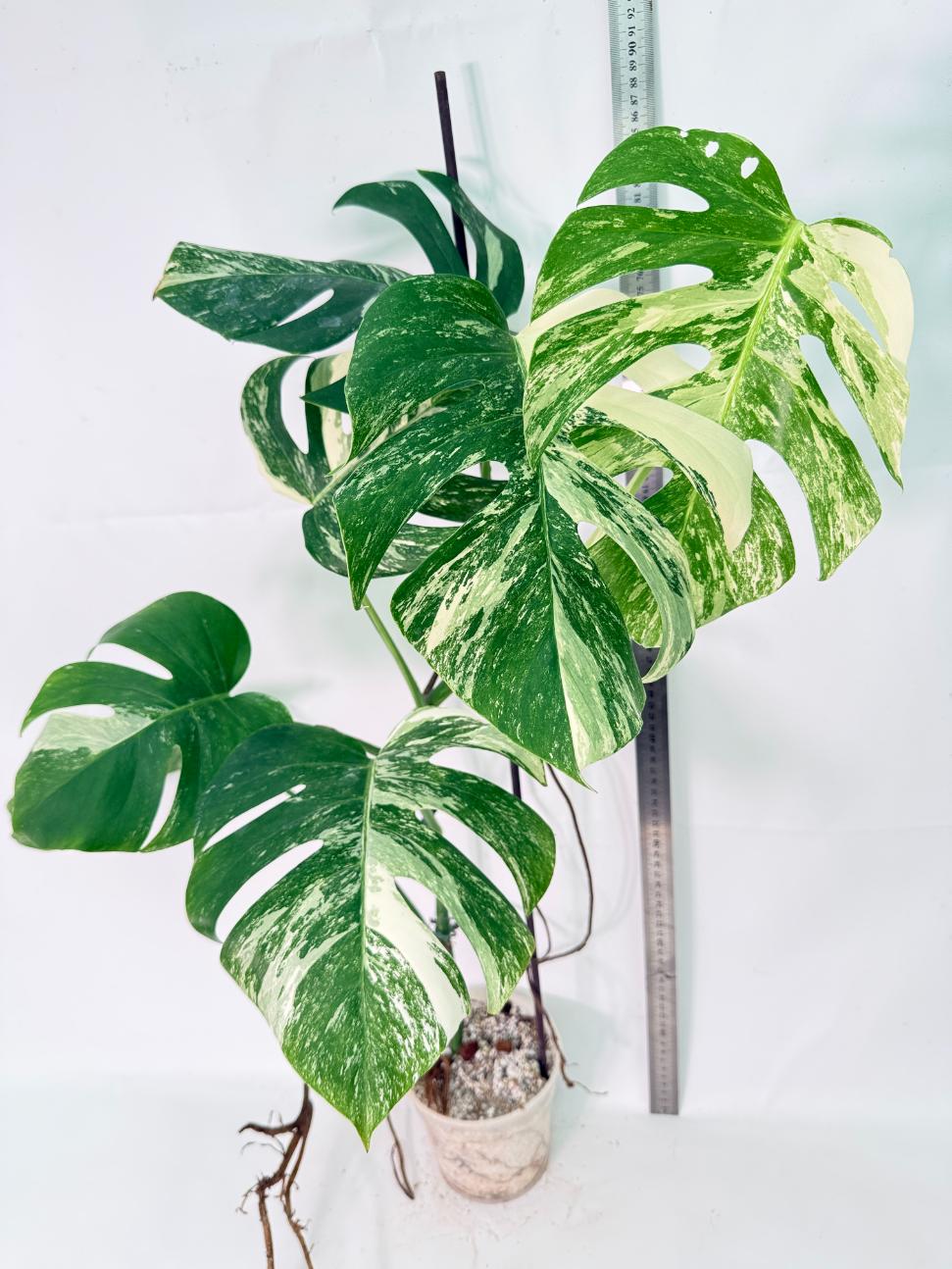 Monstera Albo Variegata XXL 13