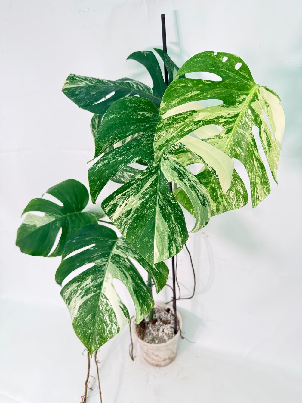 Monstera Albo Variegata XXL 03