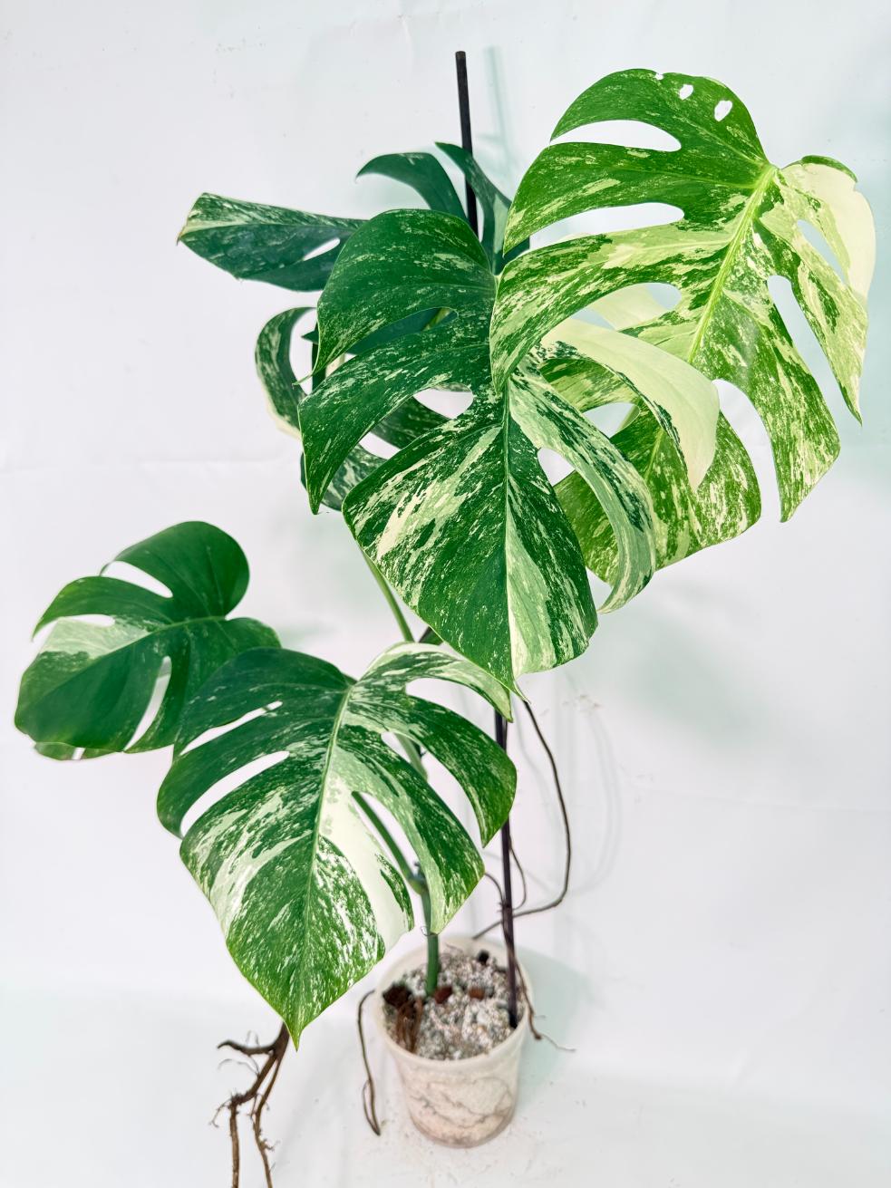 Monstera Albo Variegata XXL 01