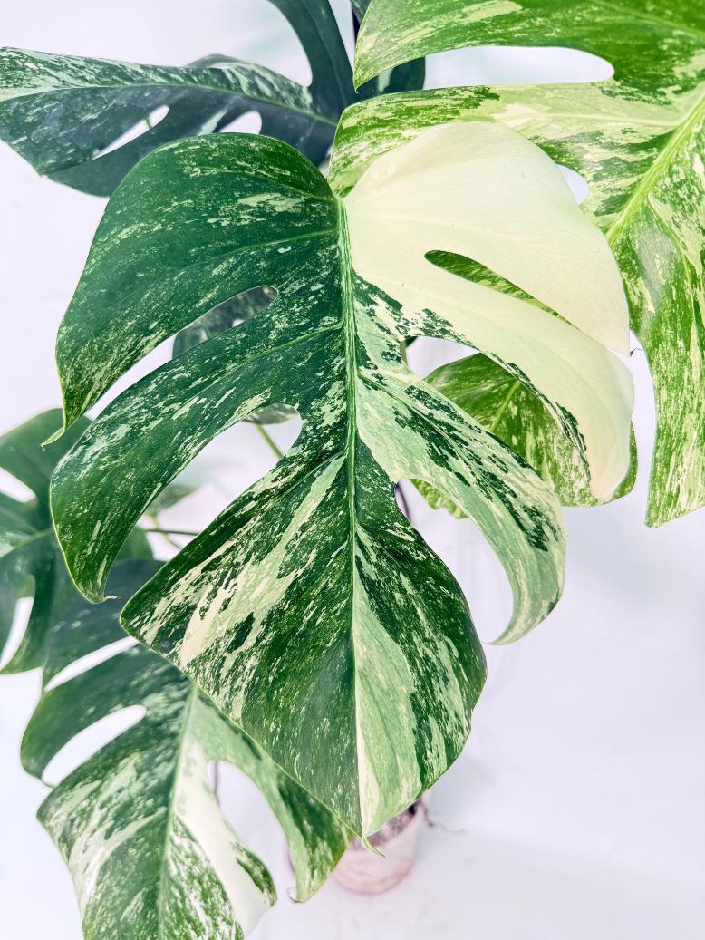 Monstera Albo Variegata XXL 04