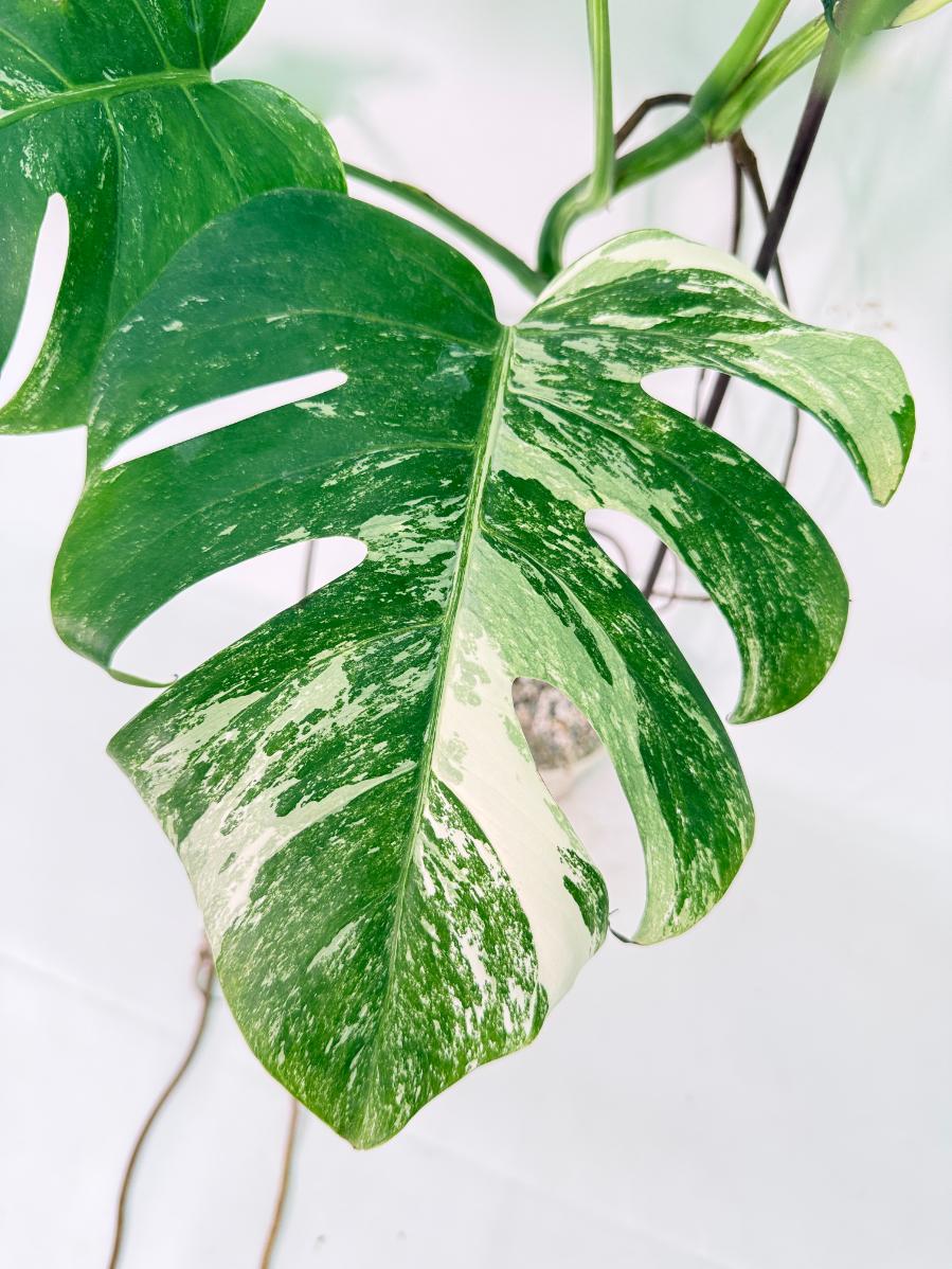 Monstera Albo Variegata XXL 05