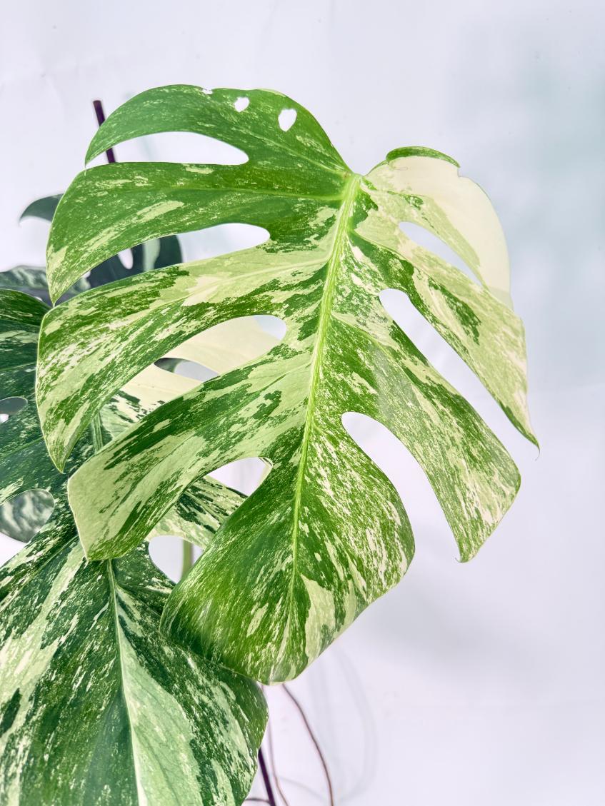 Monstera Albo Variegata XXL 06