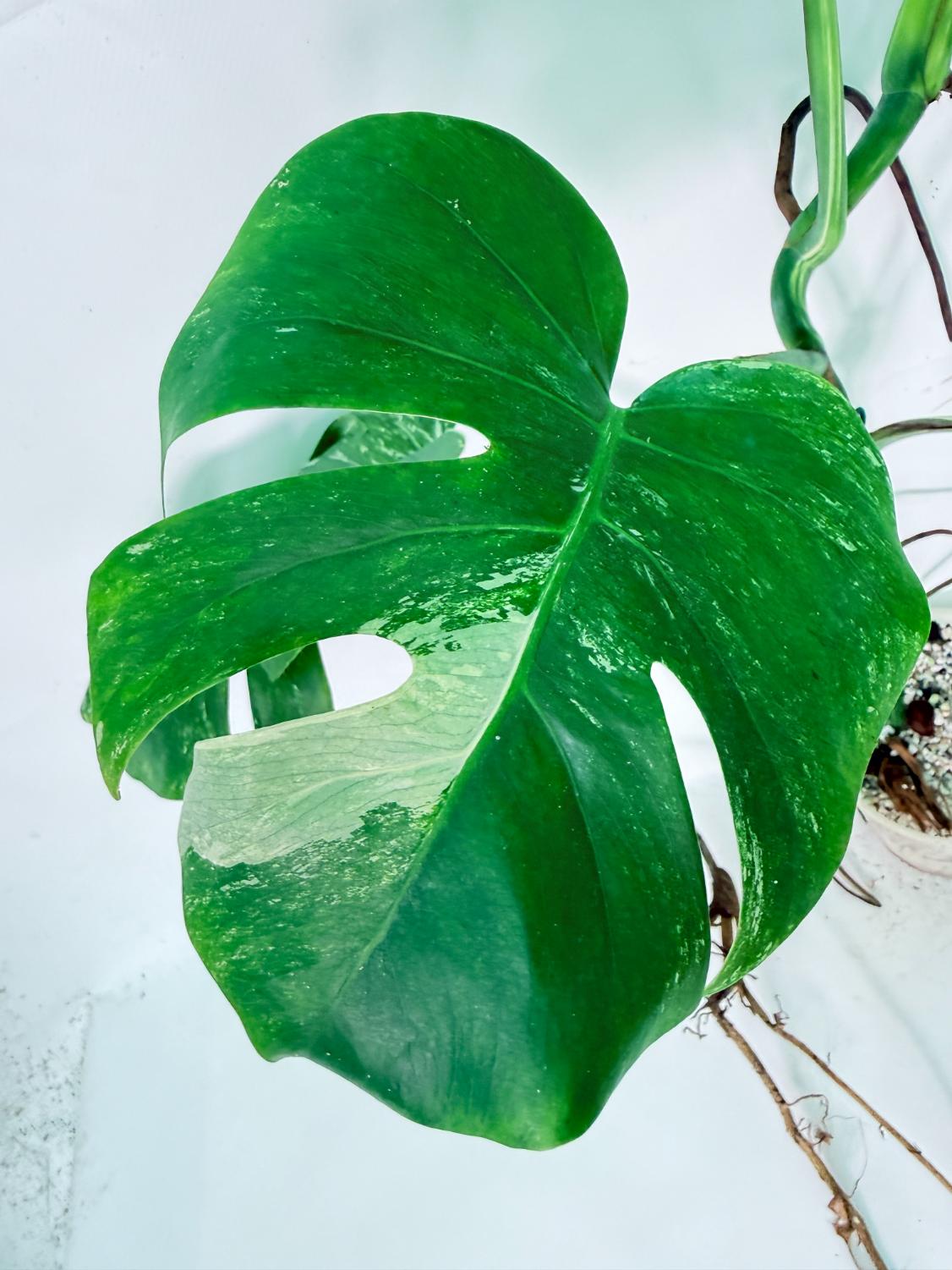 Monstera Albo Variegata XXL 07