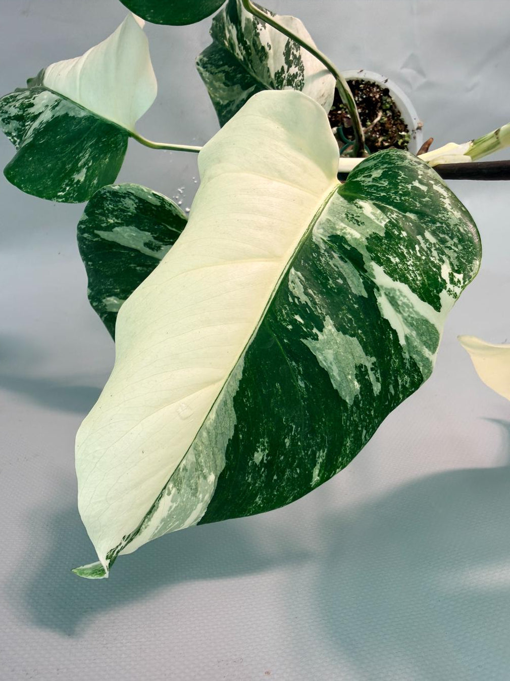 Monstera Albo Variegata 10