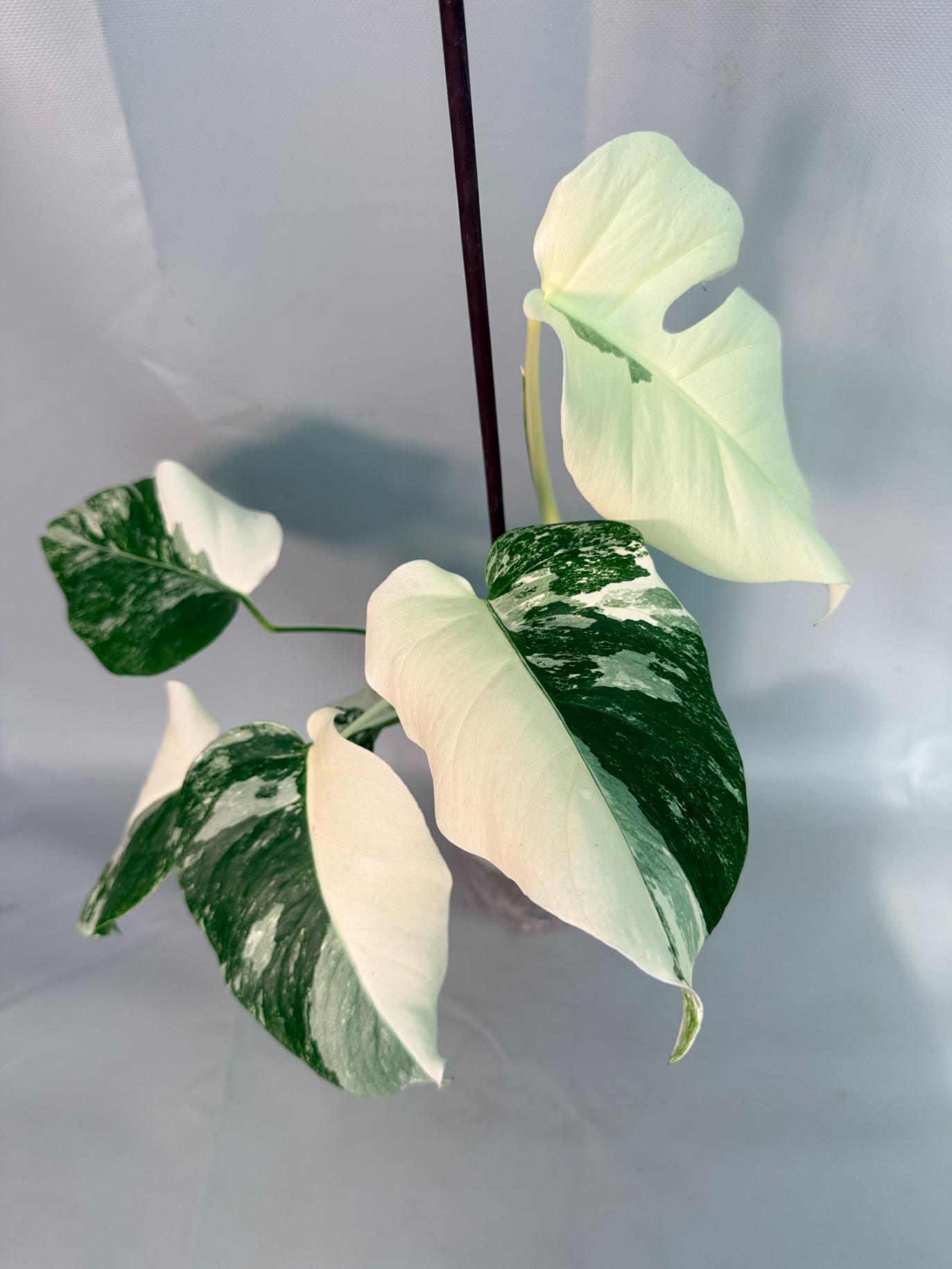 Monstera Albo Variegata 01
