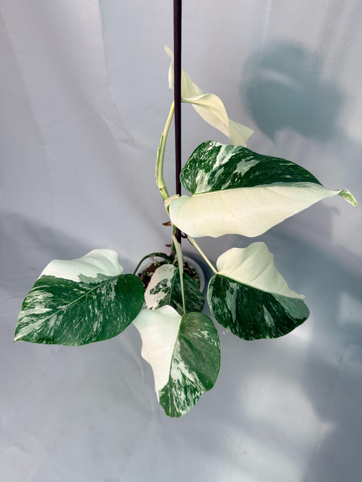Monstera Albo Variegata 03