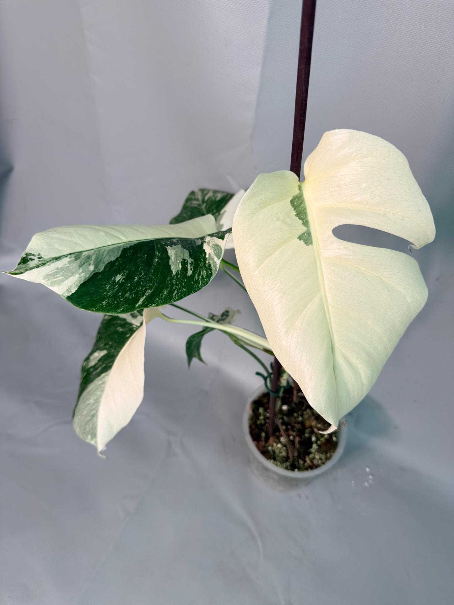 Monstera Albo Variegata 04