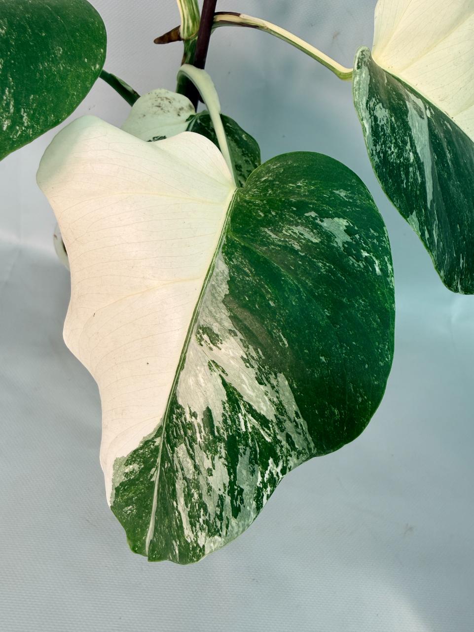 Monstera Albo Variegata 07