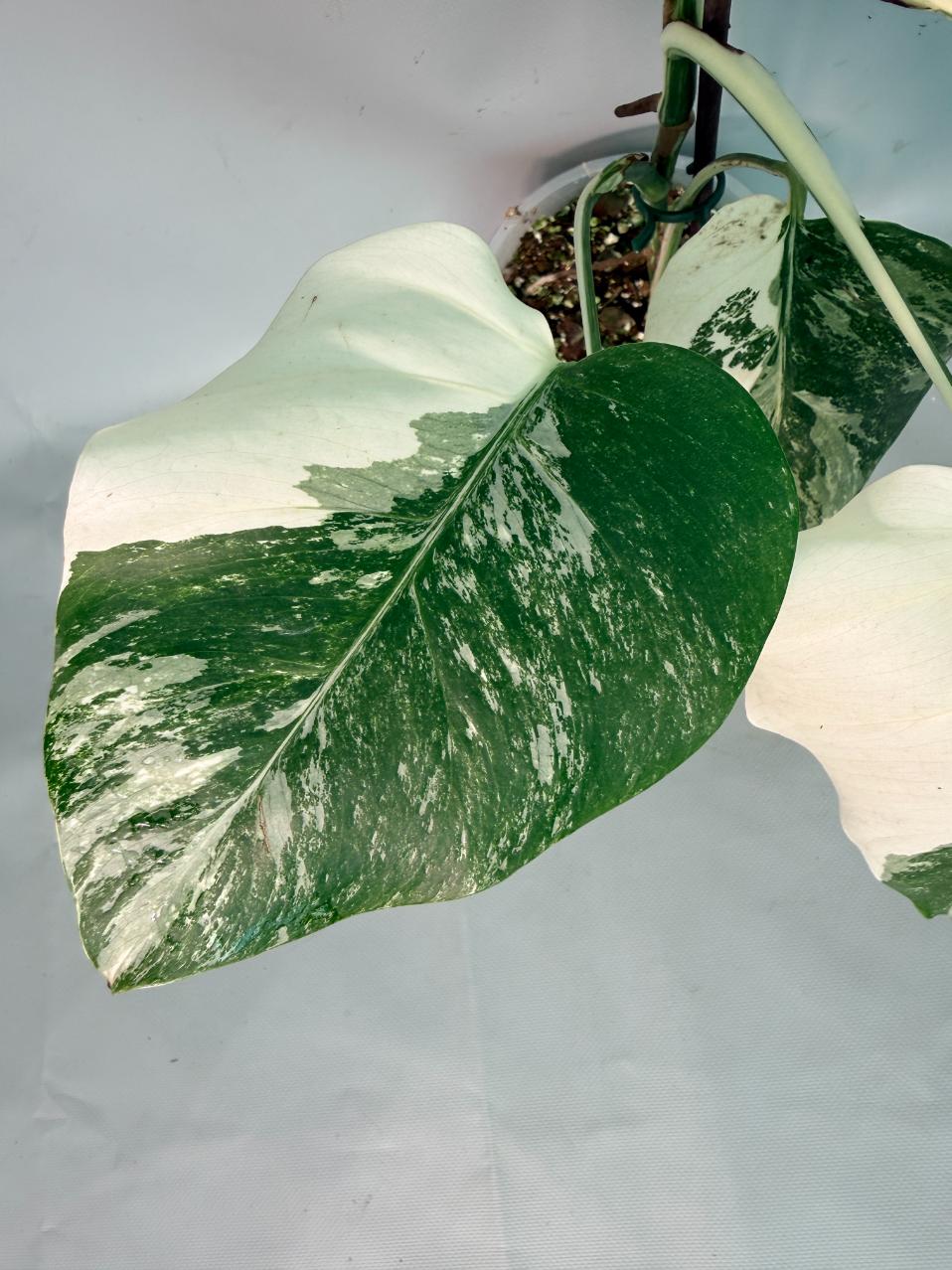 Monstera Albo Variegata 08