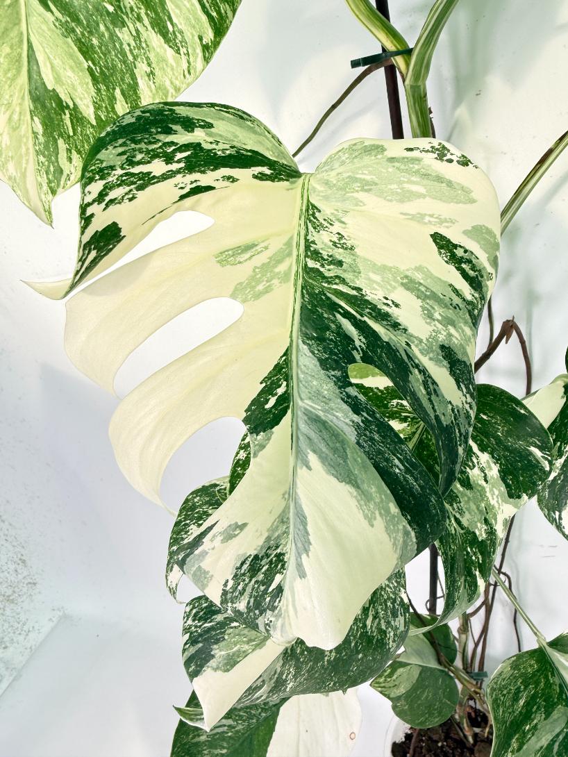 Monstera Albo Variegata XXL 08