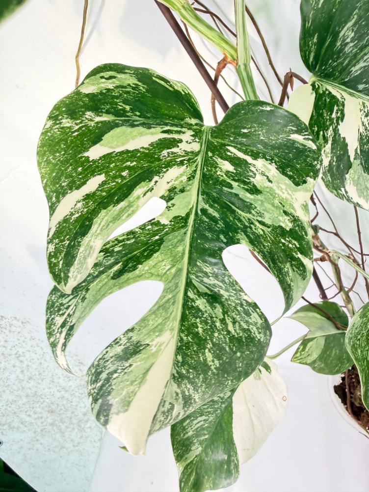 Monstera Albo Variegata XXL 09