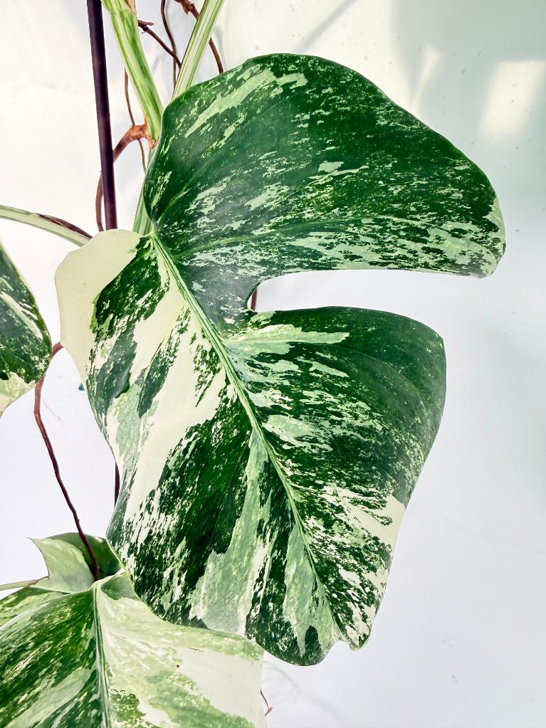 Monstera Albo Variegata XXL 10